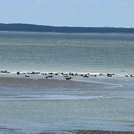 Les Bleus D'albatre *